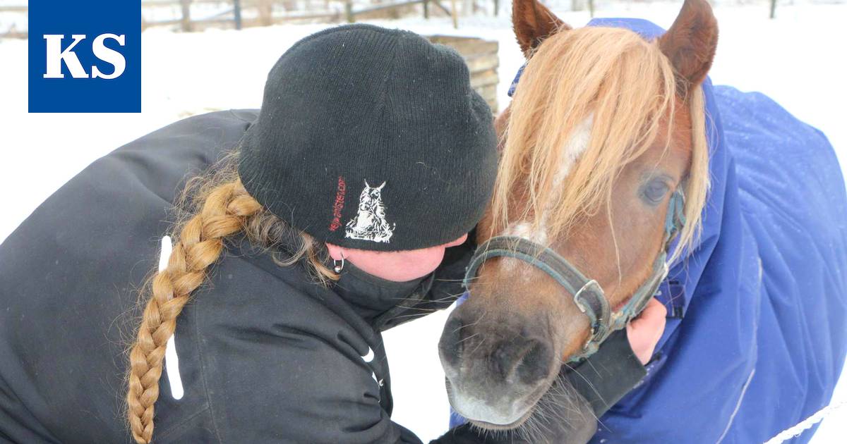 Jokimutkan hevostallin Jalo-Jalmari esittäytyy symppikseksi - Elämänmeno -  Kankaanpään Seutu