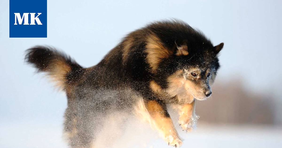 Suosituimmat koirarodut julkistettiin - suomalaisrotuja rakastetaan  jälleen: 