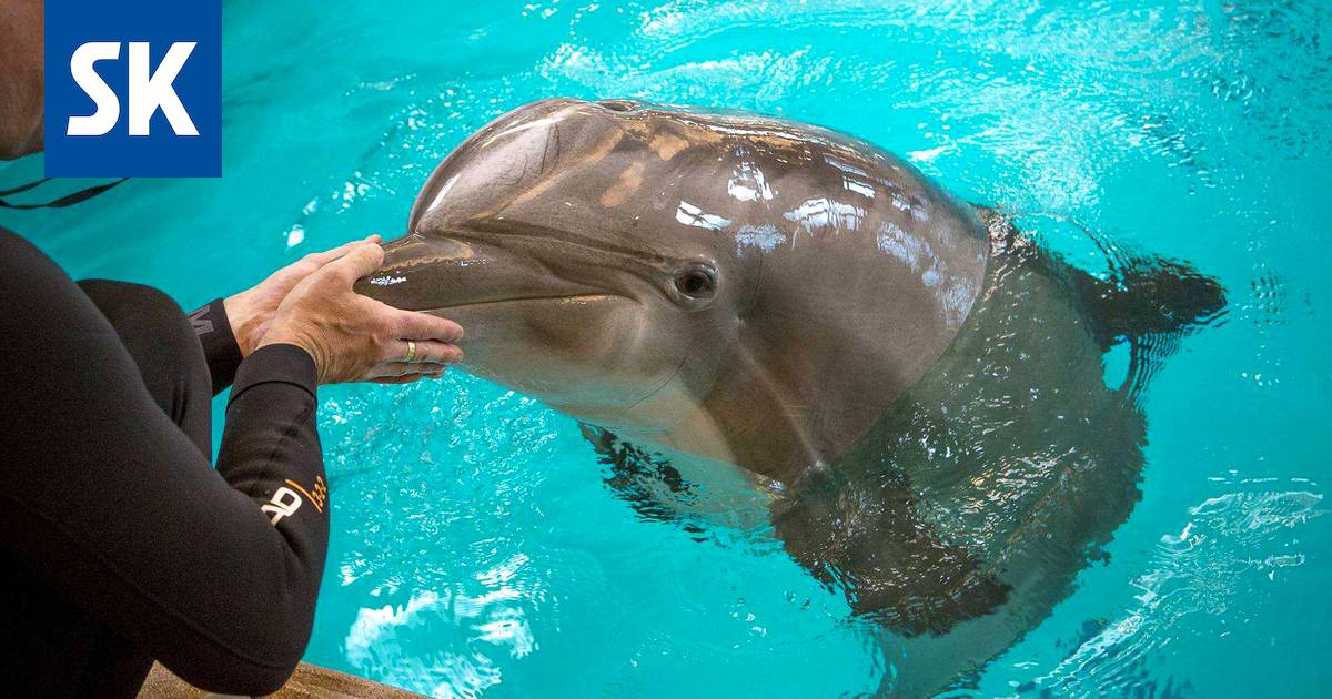 Särkänniemi käsittelee tiedotuslinjaansa delfiini-operaatiossa - Kotimaa -  Satakunnan Kansa