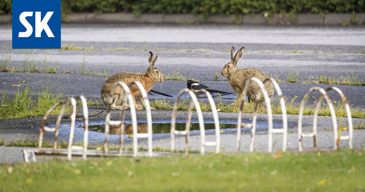 Tällaista on cityrusakon elämä Porissa - Satakunta - Satakunnan Kansa