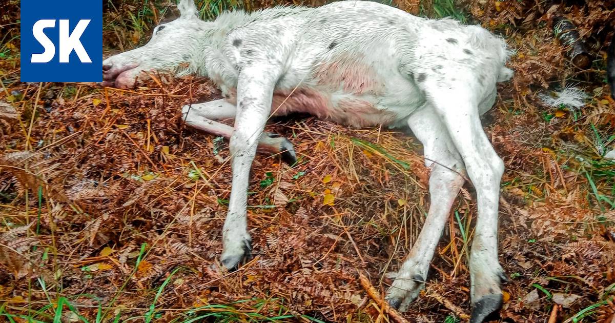 Raumalainen metsästäjä ampui harvinaisen valkoisen hirven - Satakunta -  Satakunnan Kansa