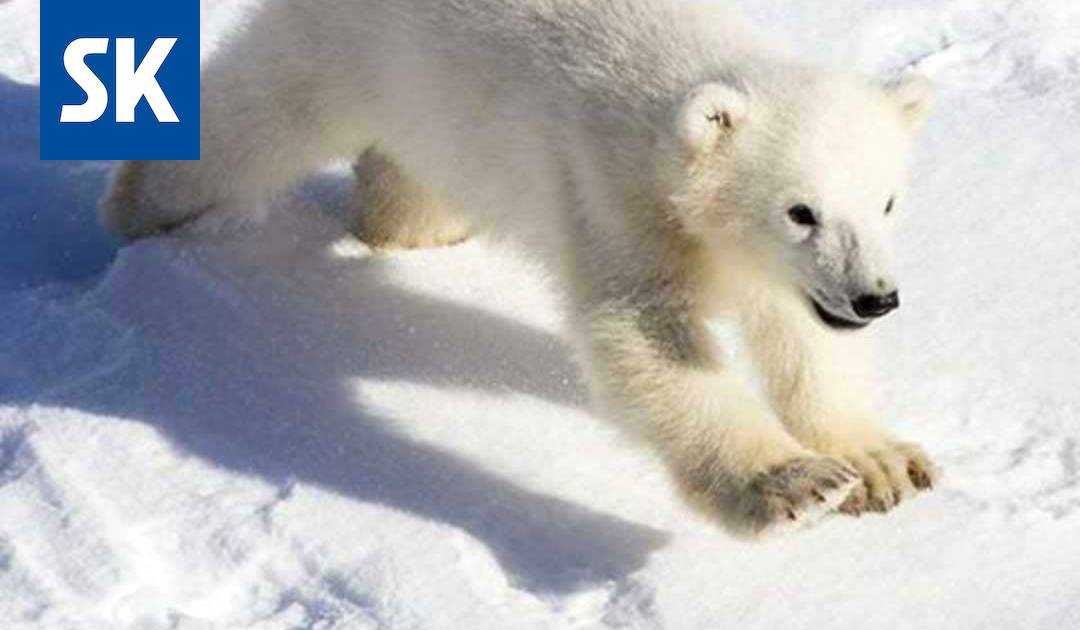 Jääkarhunpentu tuo väkeä Ranuan eläinpuistoon - Kotimaa - Satakunnan Kansa