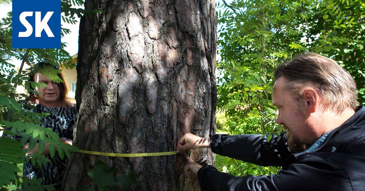 Luontoharrastajat etsivät poikkeuksellisia puita ja siirtolohkareita -  Satakunta - Satakunnan Kansa