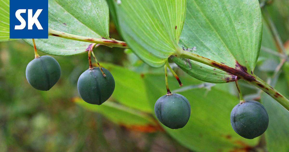 Katso kuvat Suomen myrkyllisimmistä marjoista - Satakunta - Satakunnan Kansa