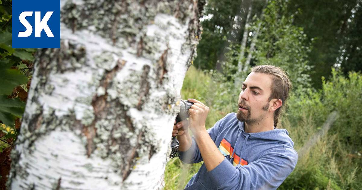 Sienet nousevat nyt puihin. - Satakunta - Satakunnan Kansa