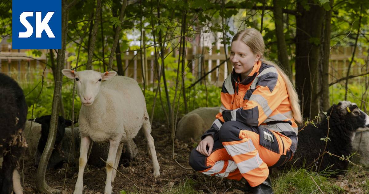 Helmi Häyry, 17, viettää kesän lammaspaimenena - Porilaine - Satakunnan  Kansa