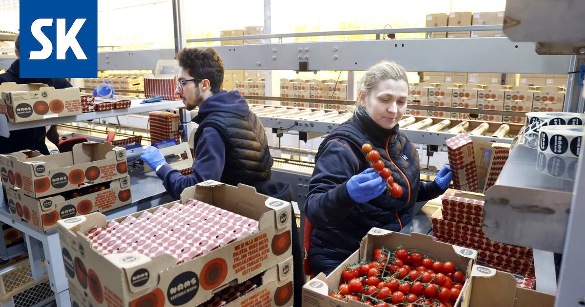 Namsissa ei uskota kotimaisen tomaatin hintojen rakettinousuun - Satakunta  - Satakunnan Kansa