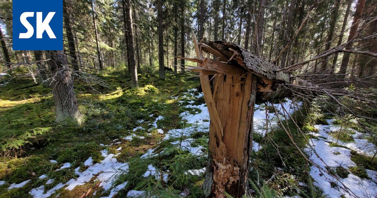 Metsä Group toivoo Satakunnasta luonnon ennallistamiskohteita - Satakunta -  Satakunnan Kansa