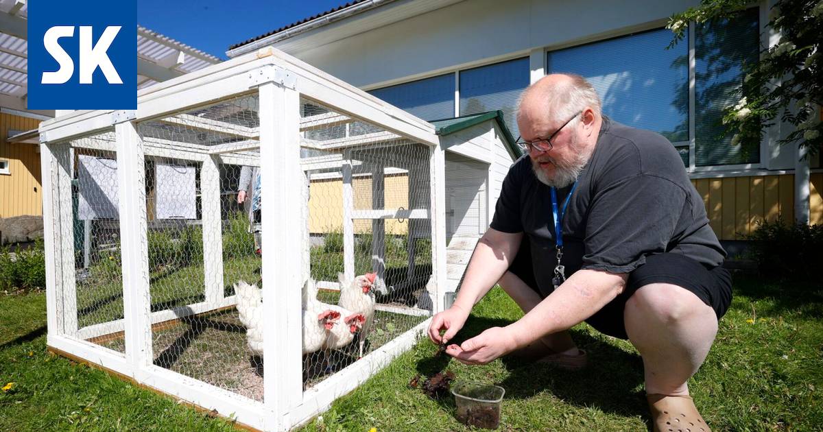 Kanarouvat Helmi, Klaara ja Jurvanen tuovat iloa Sininauhan kesään -  Porilaine - Satakunnan Kansa