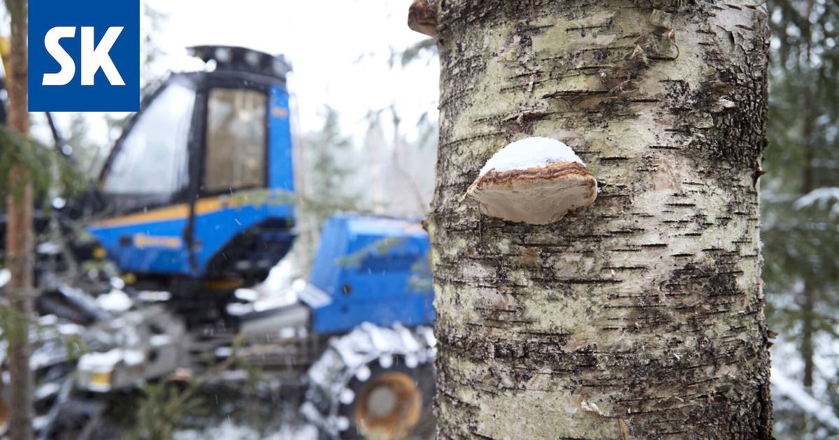 Suomalaiskoteihin on tuotettu lämpöä venäläisellä energiapuulla – nyt  