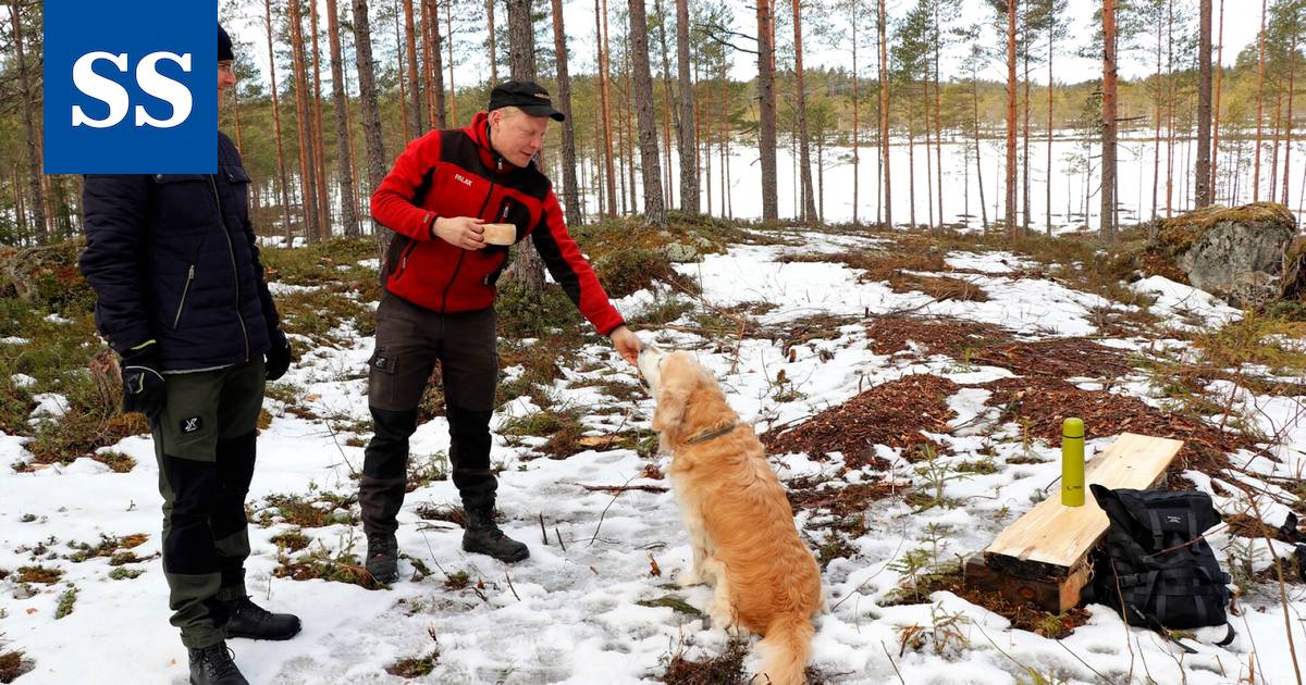 Kokemäelle rakennetaan uusi luontopolku - Uutiset - Sydän-Satakunta